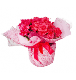Pembe Tüllü Saksıda Pembe Açelyalar (~30 cm)